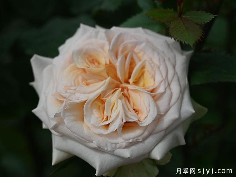 拾季玫瑰/拾季月季(图2) 拾季玫瑰/拾季月季(图2)