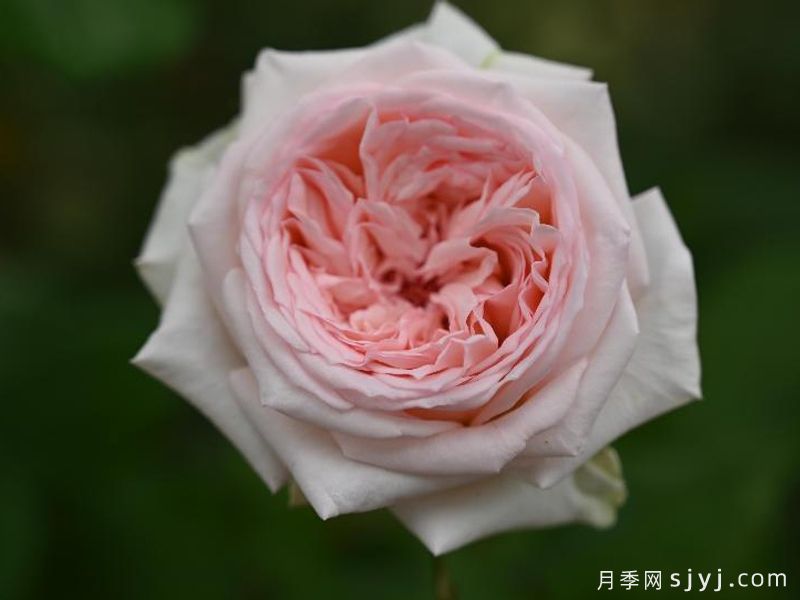 含香月季(图1)
