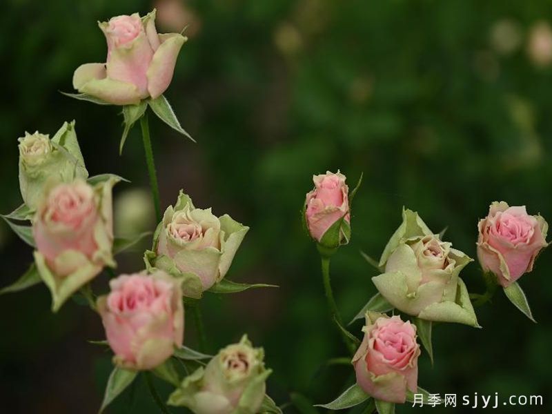 樱花谷月季(图1)