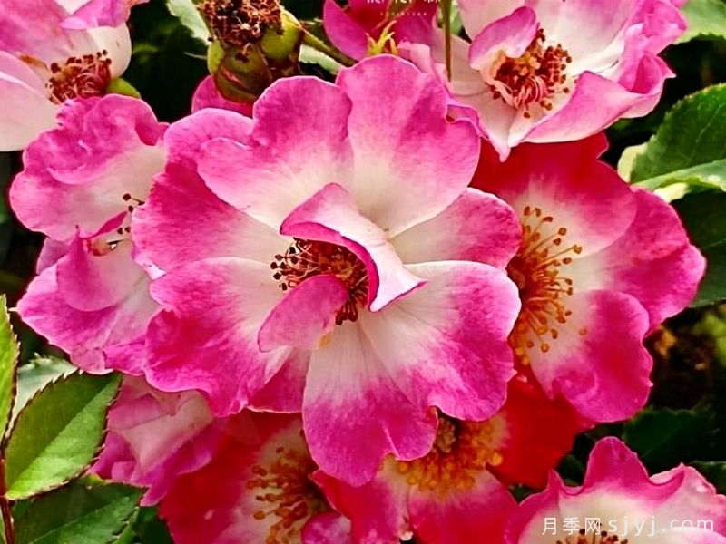 醉花涧月季(图1)