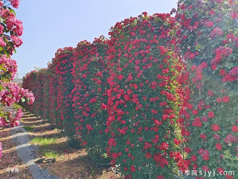 月季花柱(图1)