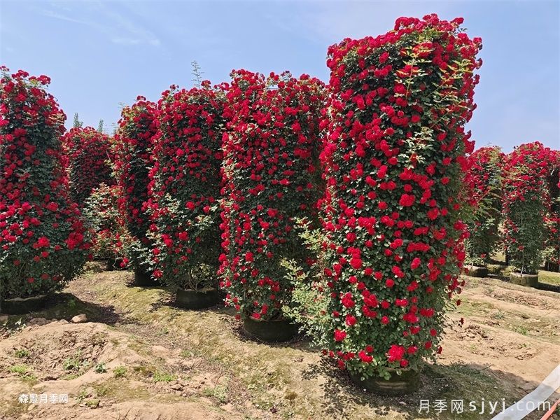月季花柱(图4)