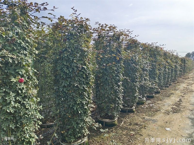 月季花柱(图5)
