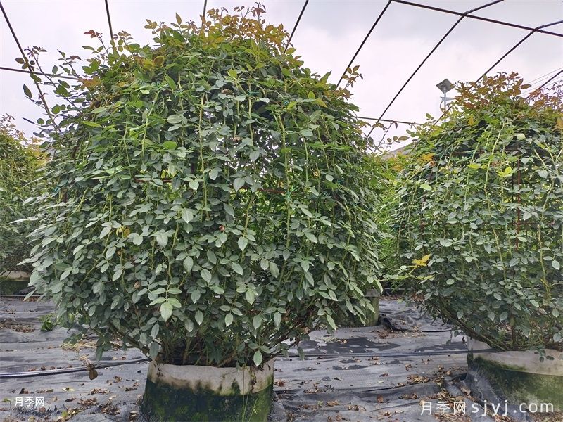月季花球(图4)
