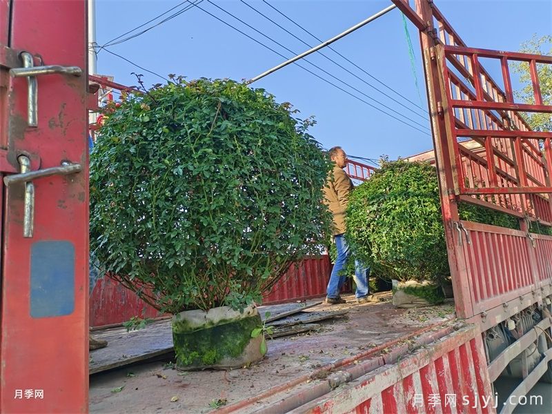 月季花球(图5)