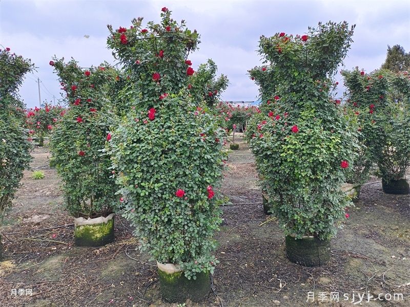 月季花瓶(图3) 月季花瓶(图3)