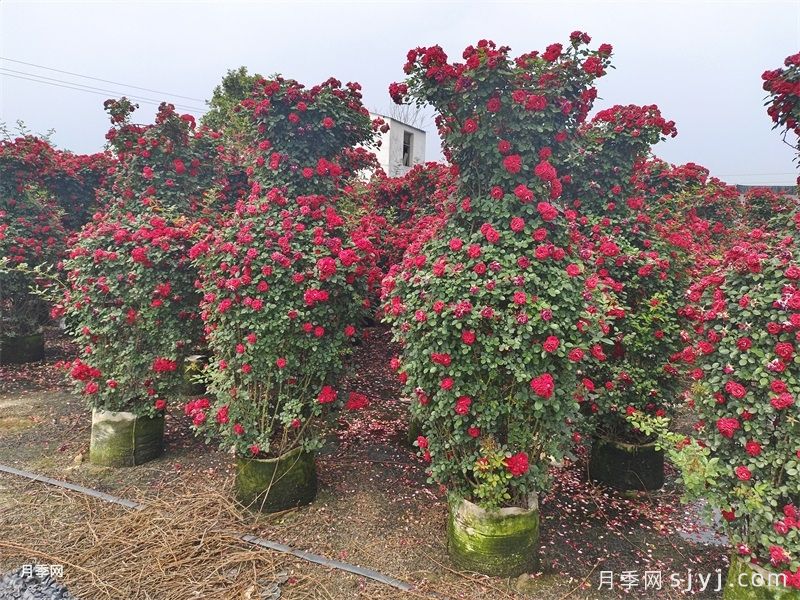 月季花瓶(图2) 月季花瓶(图2)