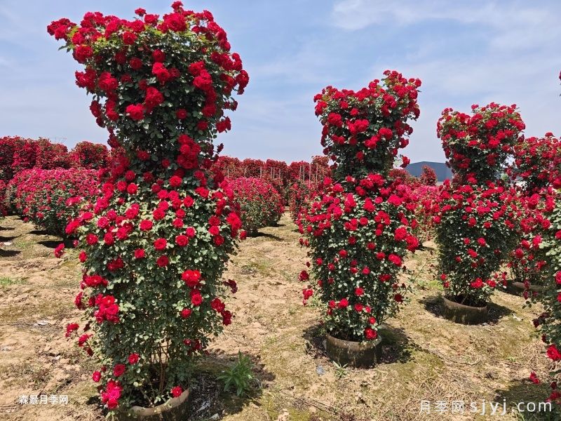 月季花瓶(图4) 月季花瓶(图4)