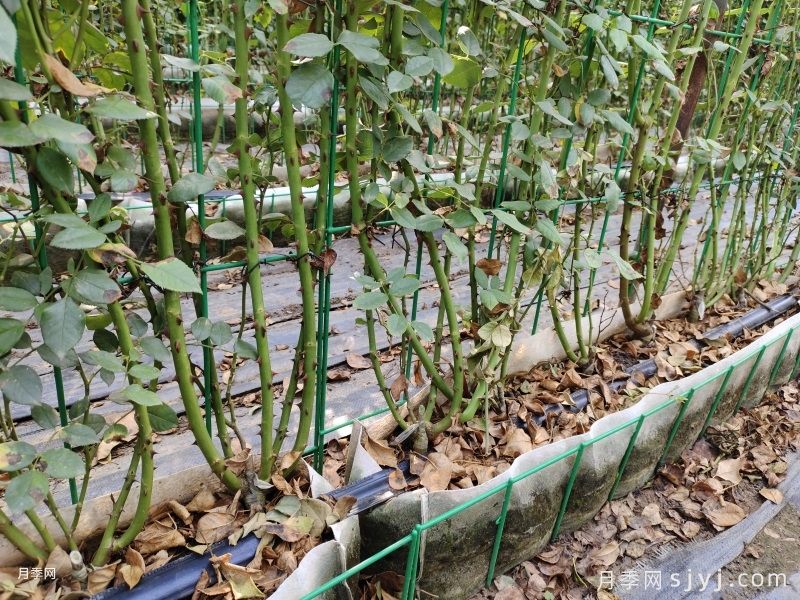 月季网片/网片花墙(图8)