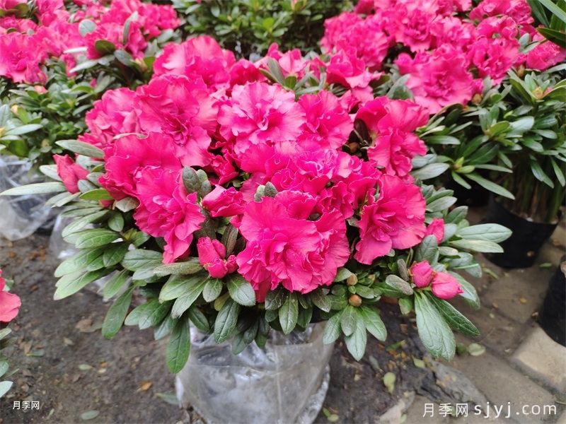 适合秋冬的18种花(图1)