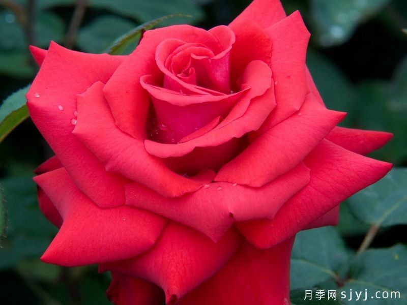 挚爱月季/大爱/深爱Grande Amore(图1)