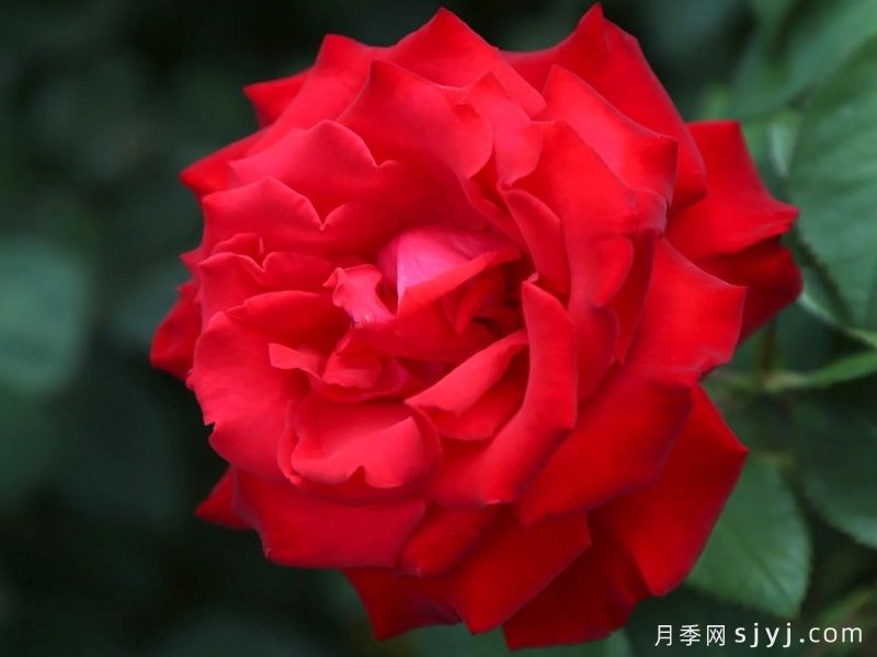 挚爱月季/大爱/深爱Grande Amore(图2)