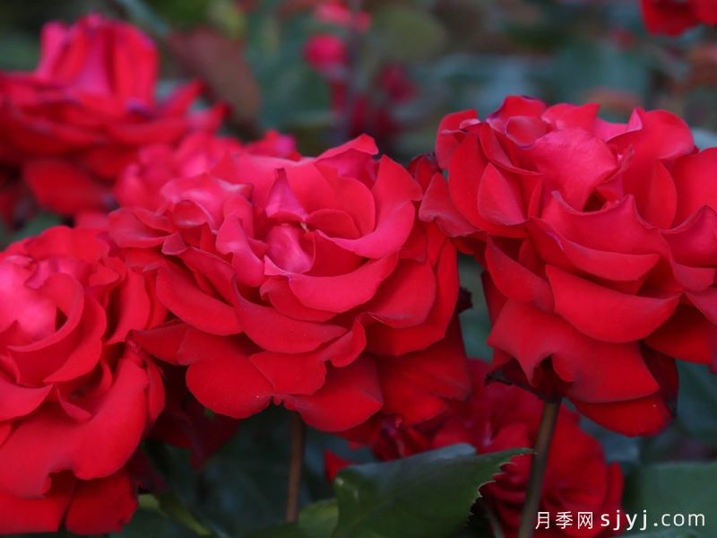 挚爱月季/大爱/深爱Grande Amore(图3)