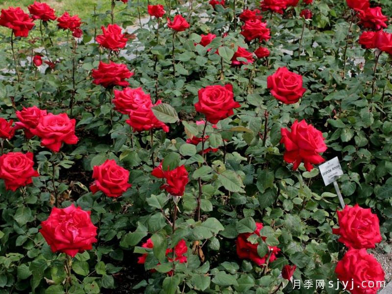 挚爱月季/大爱/深爱Grande Amore(图4)