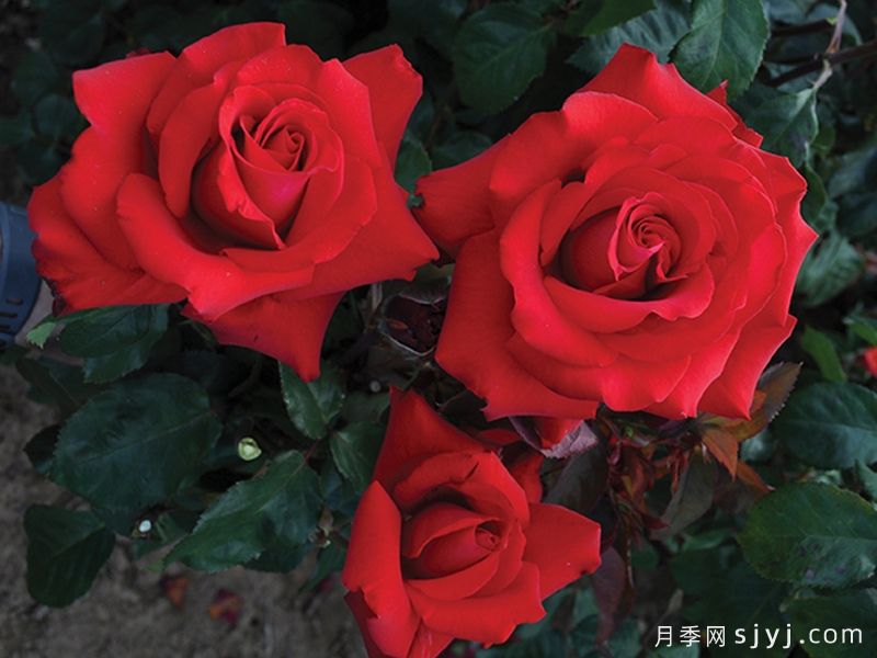 挚爱月季/大爱/深爱Grande Amore(图6)
