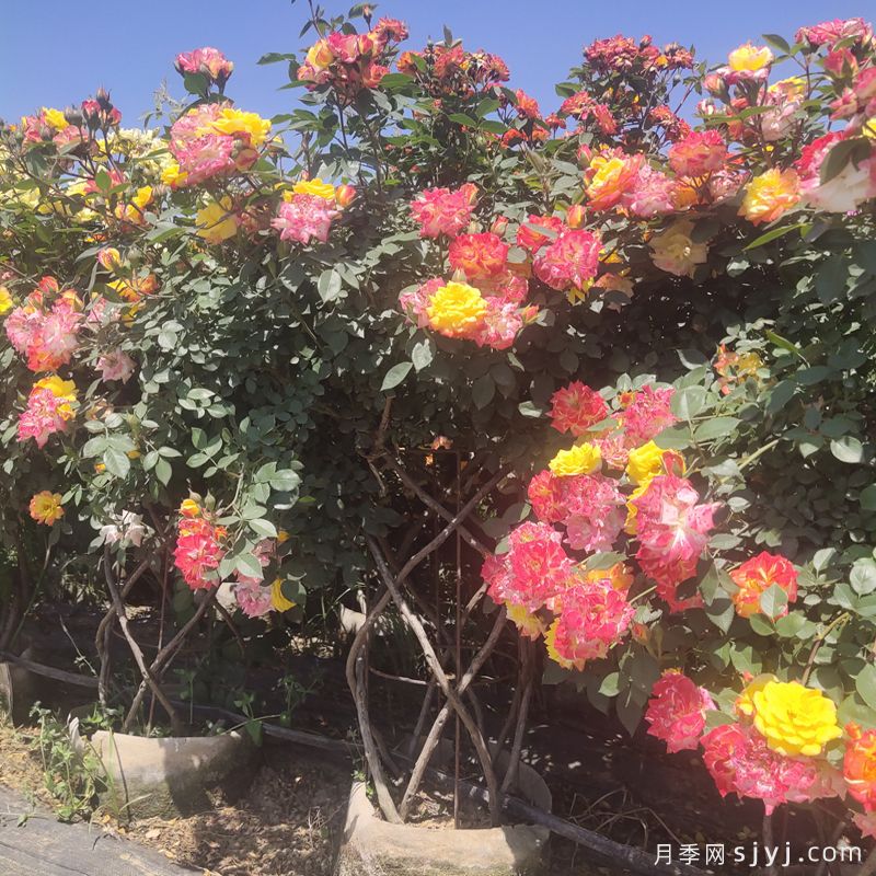 月季花篮/造型花篮(图1)