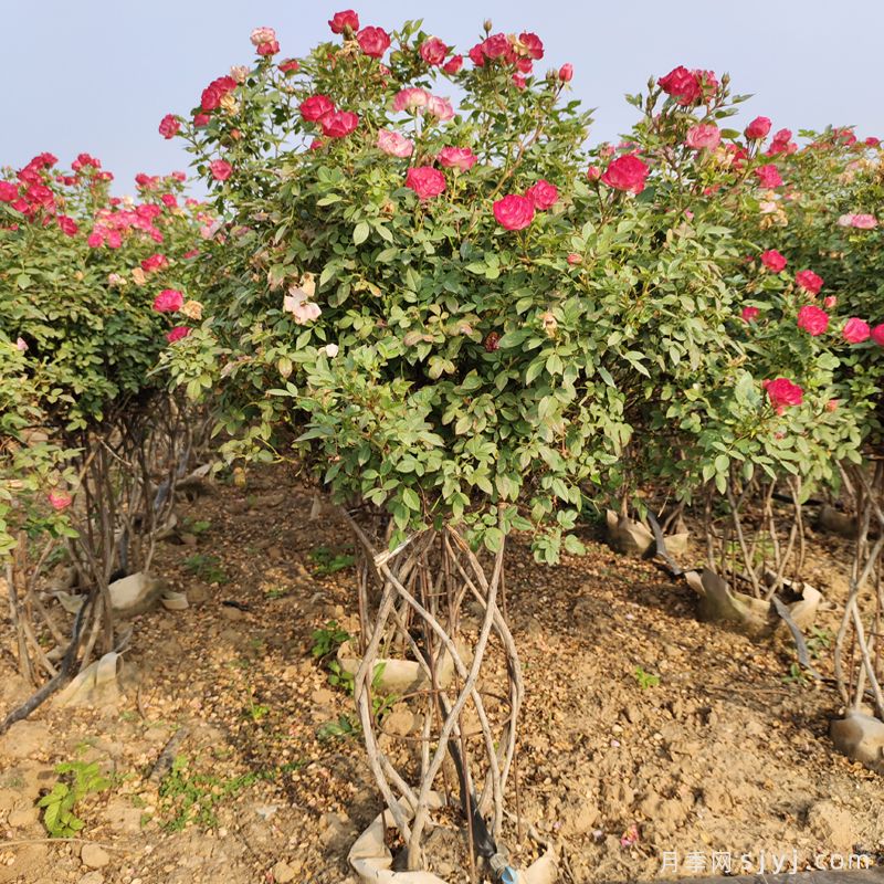 月季花篮/造型花篮(图2)