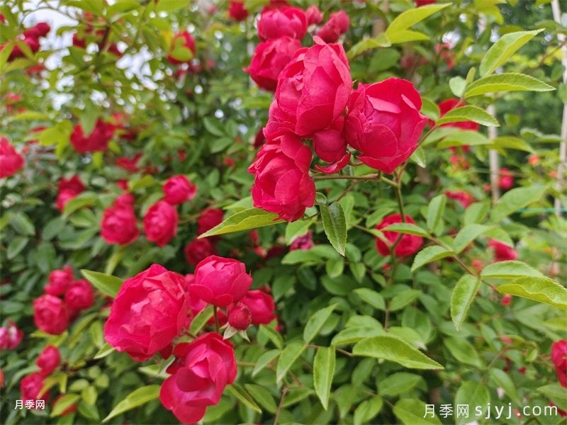 黄木香，一开就是一面花瀑，香起来连风都陶醉(图2)