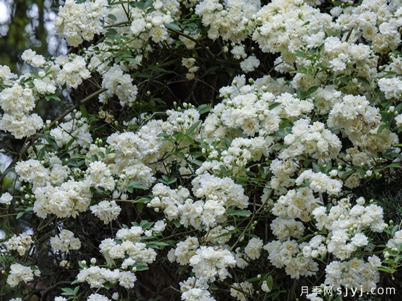黄木香，一开就是一面花瀑，香起来连风都陶醉(图3)