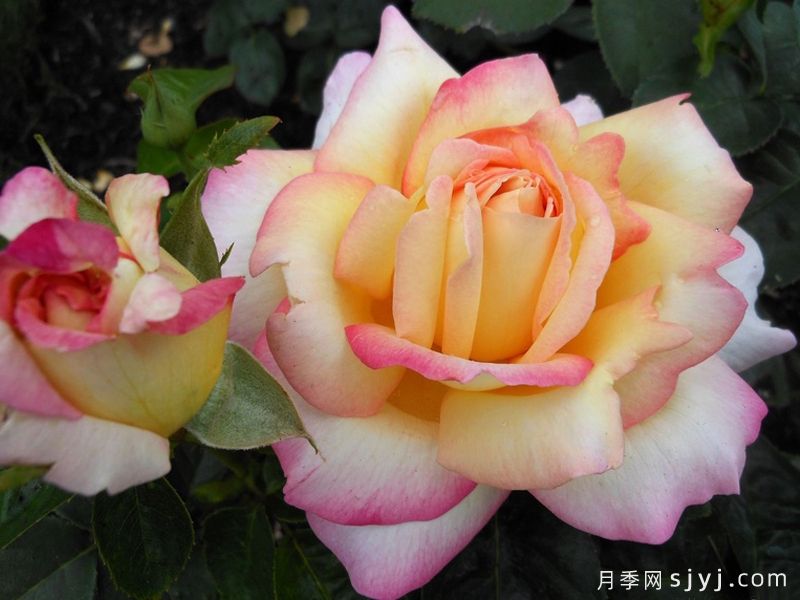 和平月季,为世界和平而盛开的月季(图3) 和平月季,为世界和平而盛开的月季(图3)