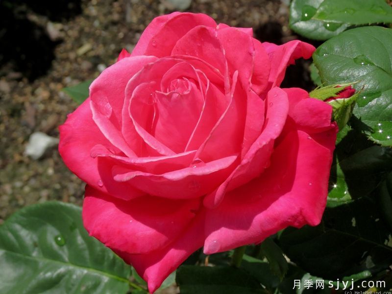 伊丽莎白泰勒月季Elizabeth Taylor(图2)