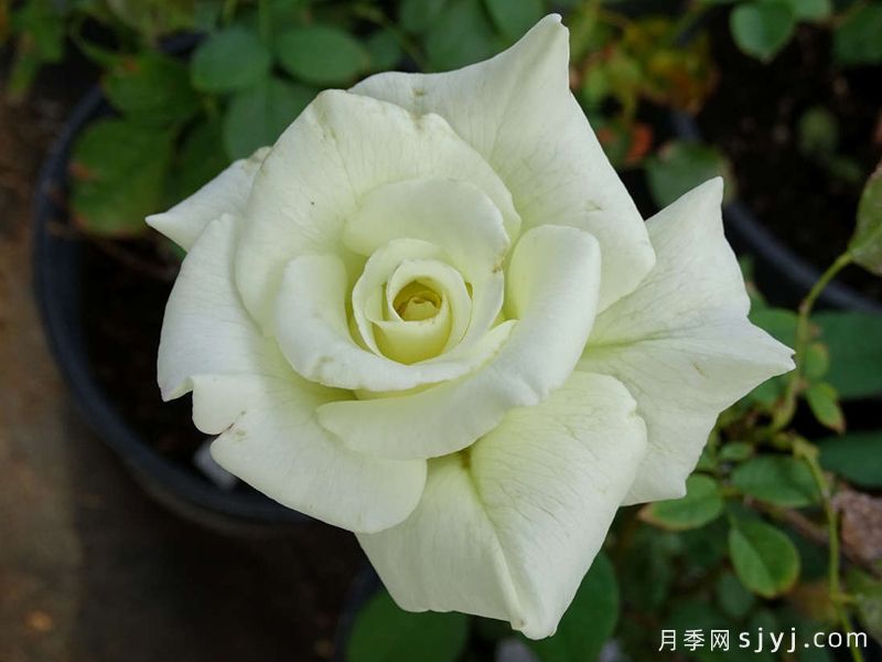 白色杰作White Masterpiece(图2)