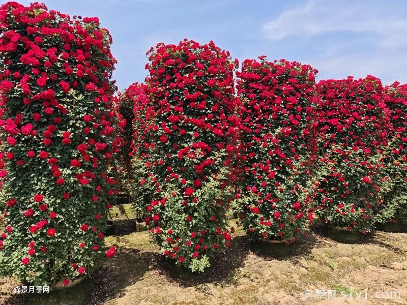 《DB11/T 213-2022城镇绿地养护技术规范》标准解读(图2) 《DB11/T 213-2022城镇绿地养护技术规范》标准解读(图2)