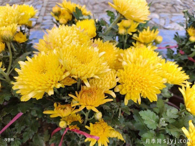 《LY/T 2954-2018 盆栽菊花栽培技术规程》标准解读(图1)