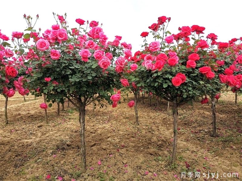 商城县适合种月季吗?有哪些月季景观?(图1) 商城县适合种月季吗?有哪些月季景观?(图1)