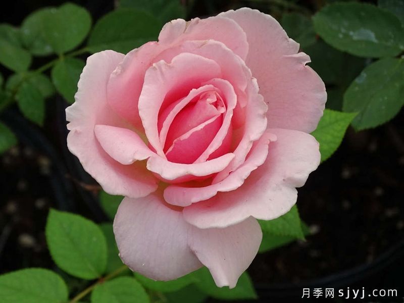粉色杰作月季Pink Masterpiece(图1)