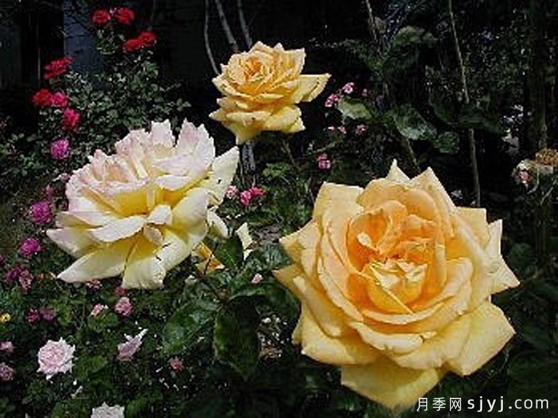 黄色杰作月季Yellow Masterpiece(图1)