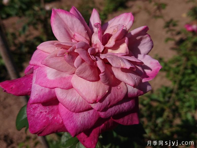 兰花杰作月季Orchid Masterpiece(图1)