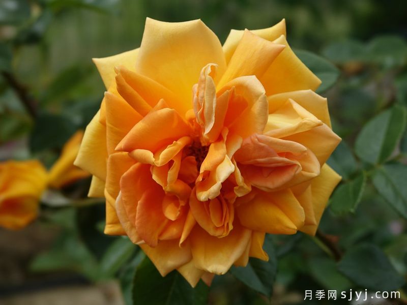 青铜杰作月季Bronze Masterpiece(图1)