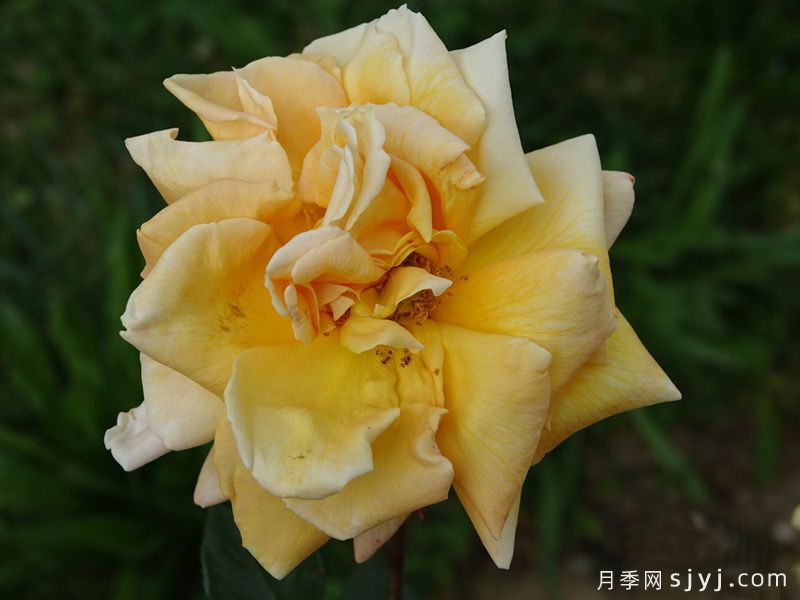 青铜杰作月季Bronze Masterpiece(图2)