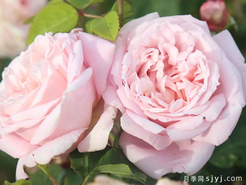 芳香杰作月季Fragrant Masterpiece(图1)