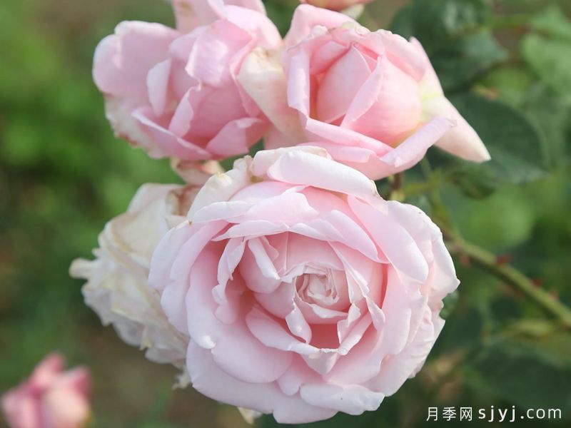 芳香杰作月季Fragrant Masterpiece(图2)