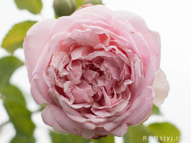 芳香杰作月季Fragrant Masterpiece(图3)