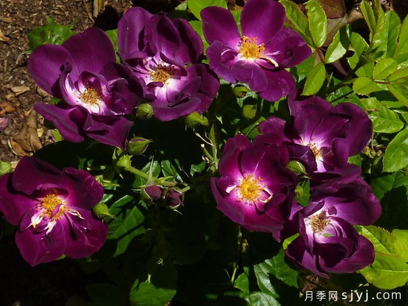 永远的贵族月季/永恒皇家/永远的皇家Forever Royal(图2)