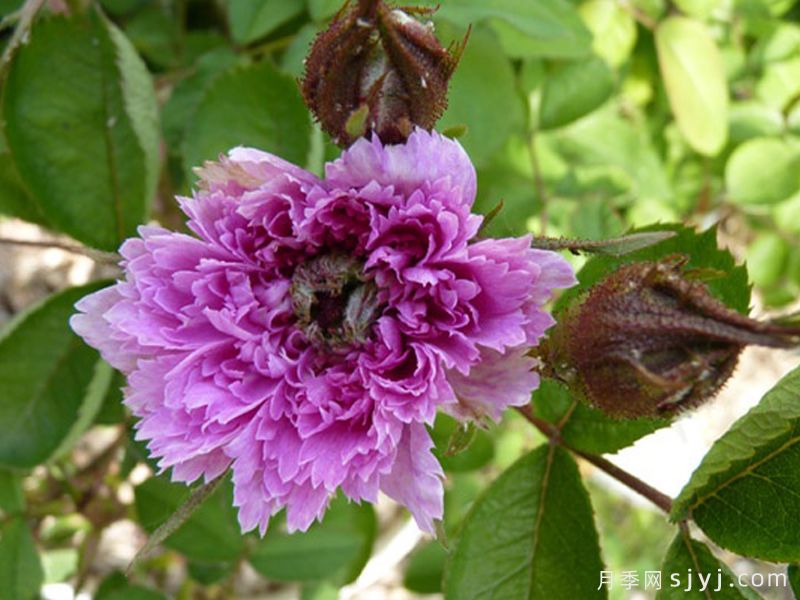 法里内利月季蔷薇Farinelli(图1)