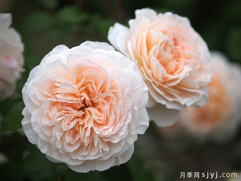 艾松河花园月季/埃松花园Jardins de lEssonne(图1)
