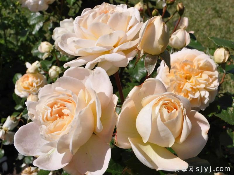 艾松河花园月季/埃松花园Jardins de lEssonne(图2)