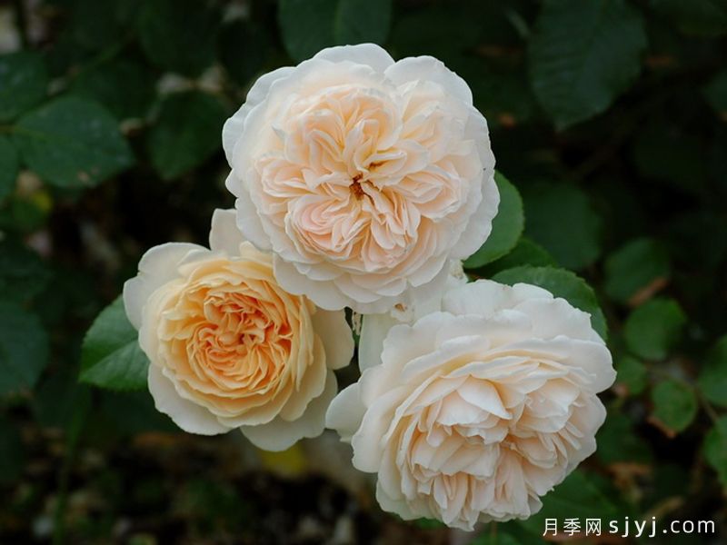 艾松河花园月季/埃松花园Jardins de lEssonne(图3)