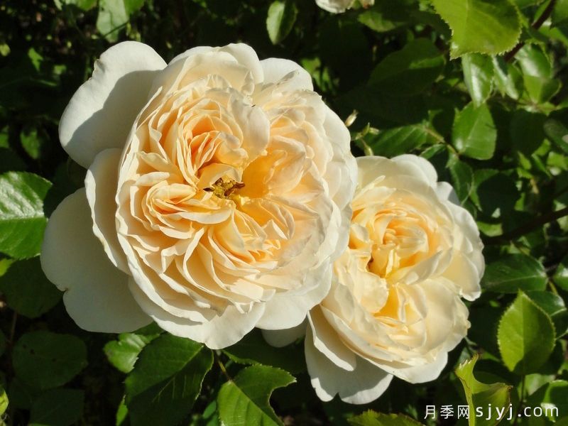 艾松河花园月季/埃松花园Jardins de lEssonne(图4)