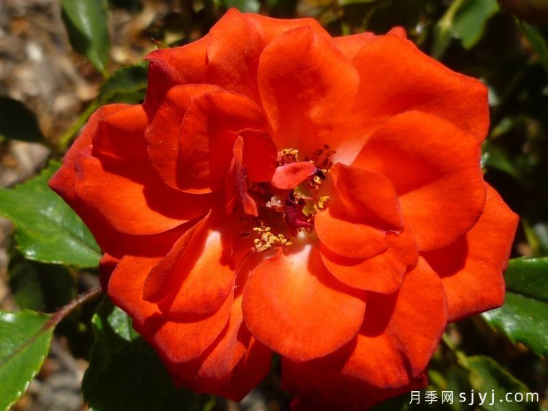 拉兹玛塔兹月季/狂欢Razzmatazz(JACmat)(图1)