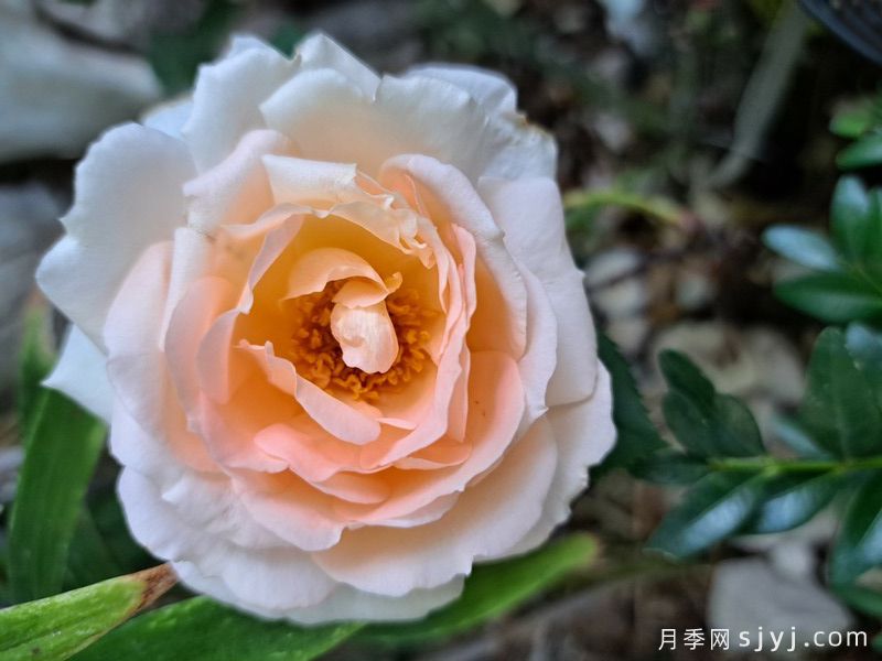 丰特奈玫瑰城月季Ville de Fontenay-aux-Roses(图2)