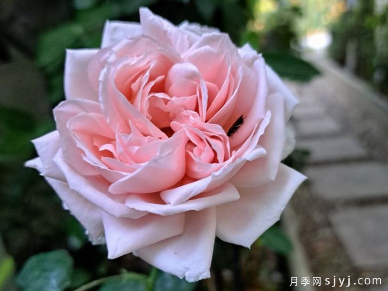丰特奈玫瑰城月季Ville de Fontenay-aux-Roses(图1)
