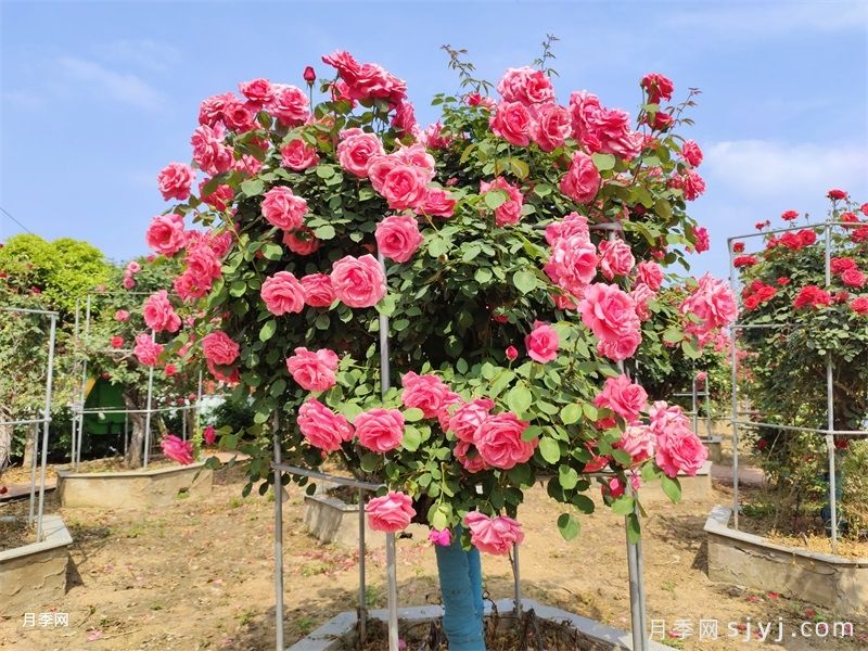 管好园林月季，月季浇水的标准规范(图1)