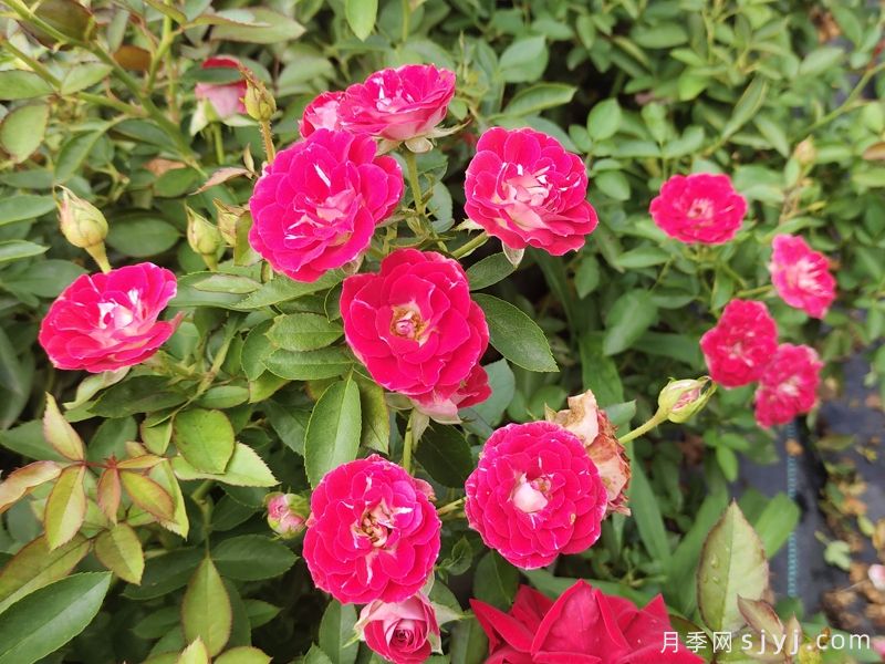 国际通行月季花分类和类型标准(图4)