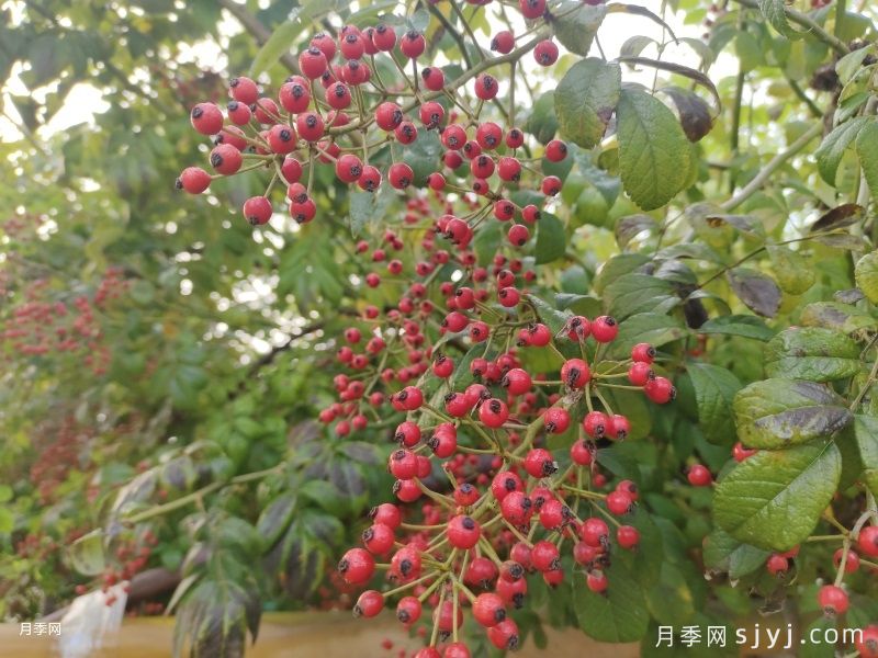 山归来是蔷薇果吗(图1) 山归来是蔷薇果吗?(图1)