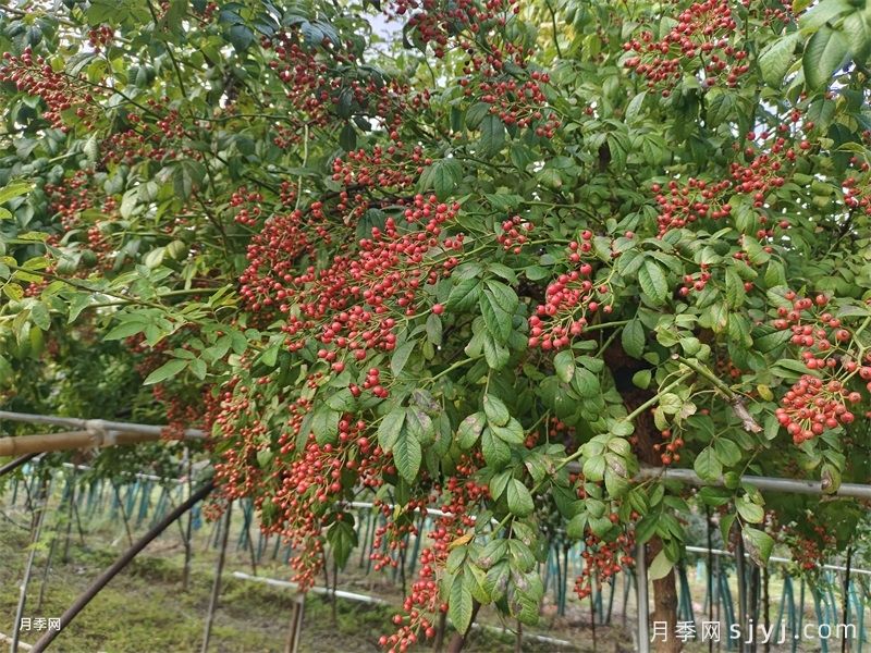 山归来/切枝蔷薇果(图2)